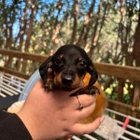 Bassotto nero focato