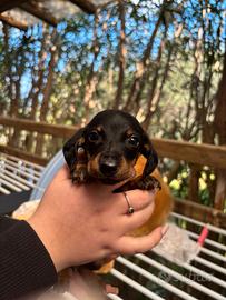 Bassotto nero focato