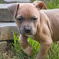 Pitbull ukc