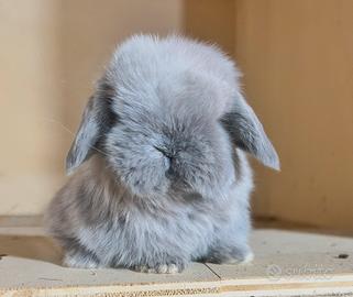 Coniglio minilop ariete