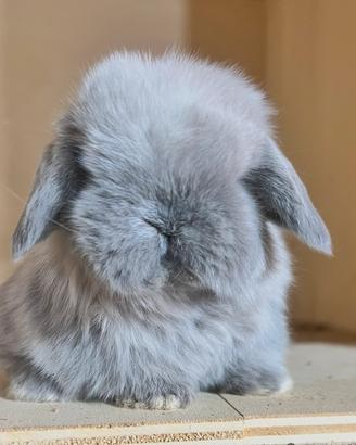 Coniglio minilop ariete