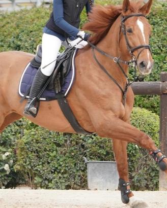 Cavallo