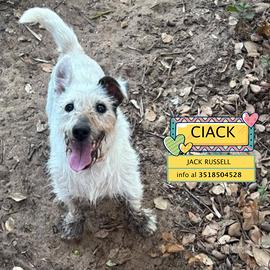 CIACK jack russell in adozione a Latina