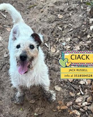 CIACK jack russell in adozione a Latina