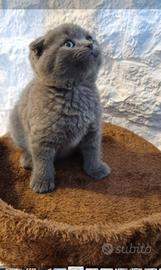 Scottish fold e Straight