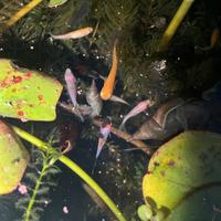 Medaka Pesci del riso giapponese