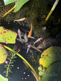 Medaka Pesci del riso giapponese