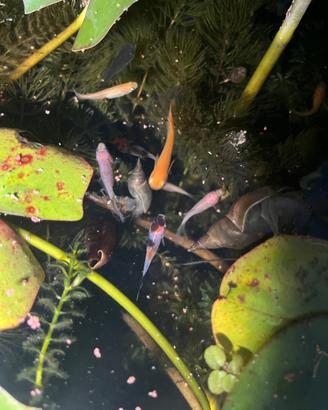 Medaka Pesci del riso giapponese