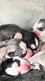 Cuccioli siberiana husky