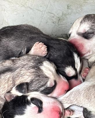 Cuccioli siberiana husky