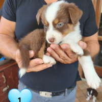 Ultimi Cuccioli di Australian Shepherd