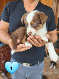 Ultimi Cuccioli di Australian Shepherd