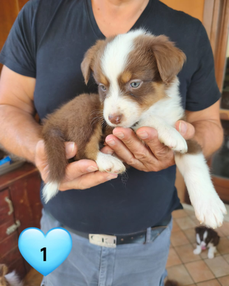 Ultimi Cuccioli di Australian Shepherd
