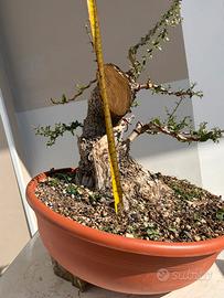 Prebonsai olivastro