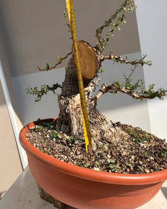 Prebonsai olivastro