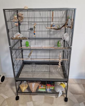 Coppia di Cocorite + Gabbia Accessoriata e Giochi