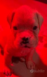 Cuccioli di boxer bianco