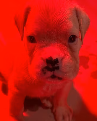 Cuccioli di boxer bianco