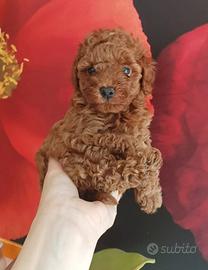 Barboncino Toy con pedigree Enci e test genetici