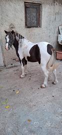 Pony maschio 