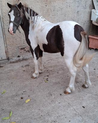 Pony maschio 