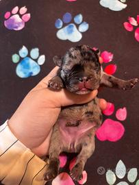 Bulldog francese