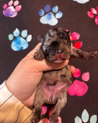 Bulldog francese