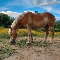 Castrone haflinger