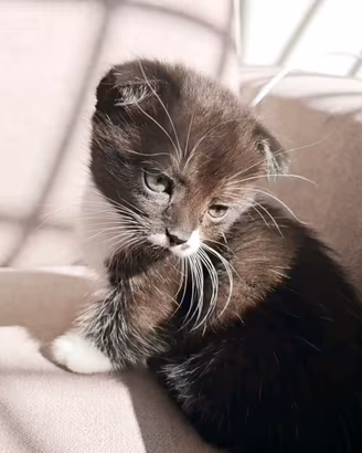 Munchkin zampe corte gatto bassotto