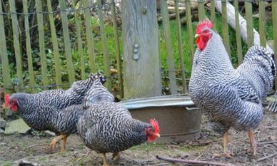 Gallo e galline amrok