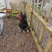 Gallo moroseta e gallina