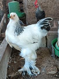 Brahma 