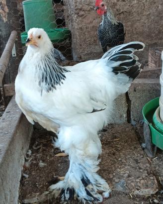 Brahma 