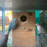 Coppia parrocchetti dal collare