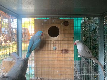 Coppia parrocchetti dal collare