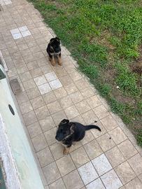 Cuccioli di pastore tedesco