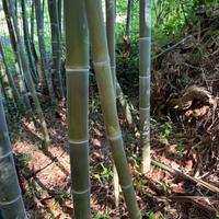 canna di bamboo calabria