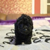 Cucciolo di bassotto