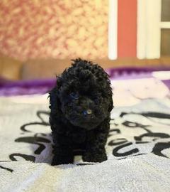 Cucciolo di bassotto