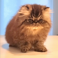 Cucciolo di persiani ad alta genealogia