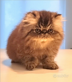 Cucciolo di persiani ad alta genealogia