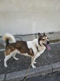 Cane simil Pastore svizzero
