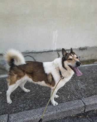 Cane simil Pastore svizzero