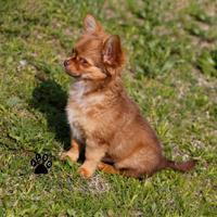 Cucciolo di chihuahua