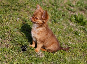 Cucciolo di chihuahua