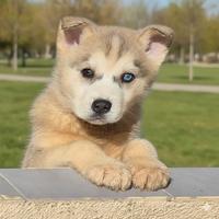 Cuccioli husky di razza
