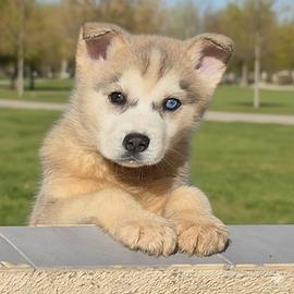 Cuccioli husky di razza