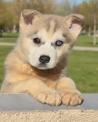 Cuccioli husky di razza