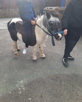 Pony