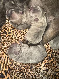 Cuccioli bulldog francese